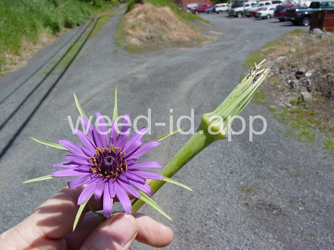 salsify, common